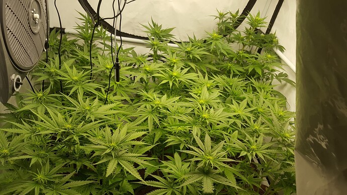 Growreport Bild 2