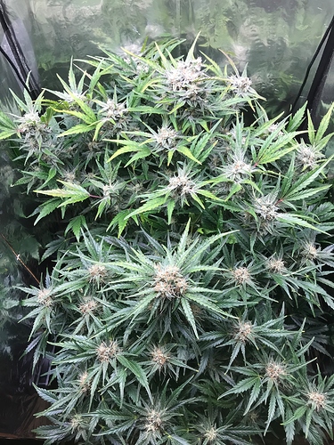 Growreport Bild 3
