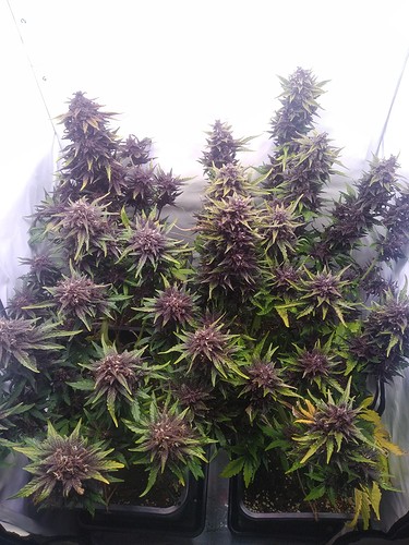 Growreport Bild 1