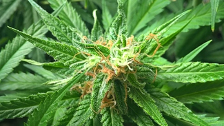 Growreport Bild 5