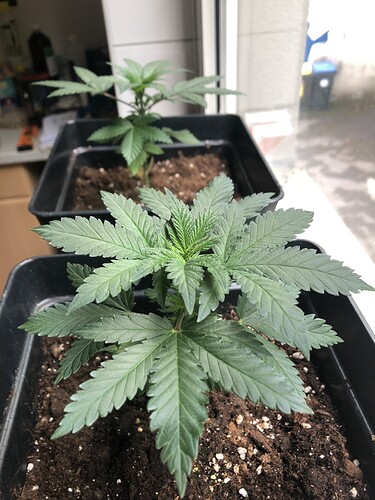 Growreport Bild 3