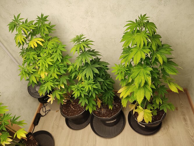 Growreport Bild 4