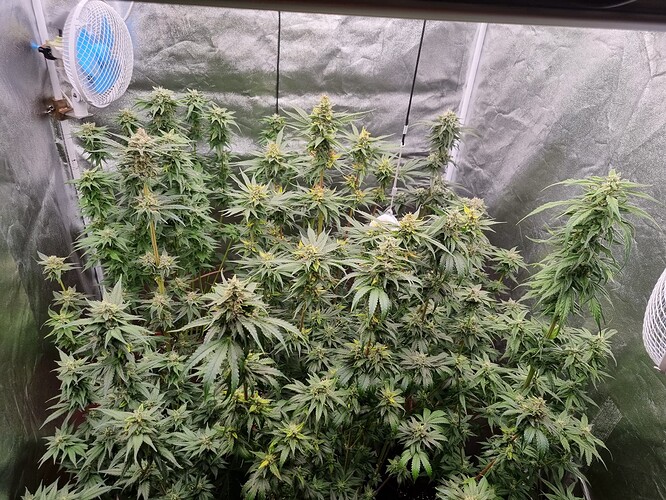 Growreport Bild 13
