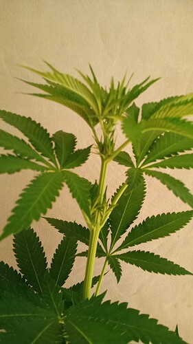 Growreport Bild 37