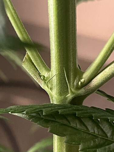 Growreport Bild 7