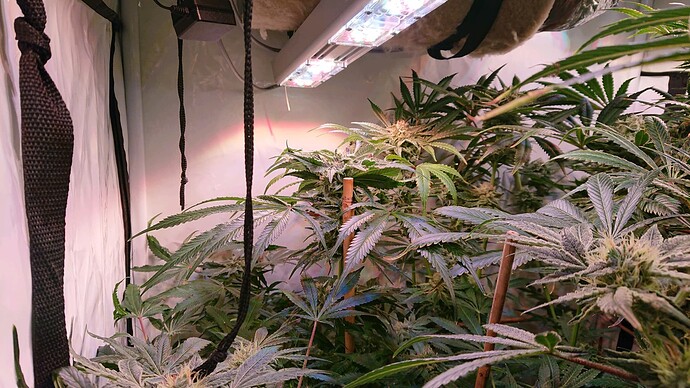 Growreport Bild 3