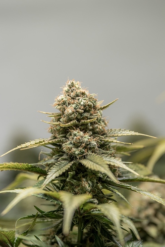 Growreport Bild 1