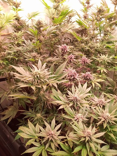 Growreport Bild 73