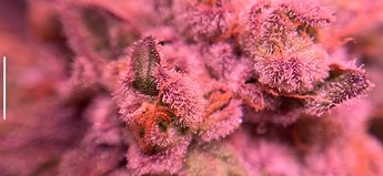 Growreport Bild 3