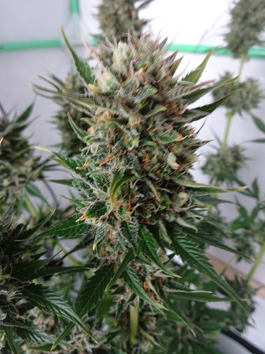 Growreport Bild 12