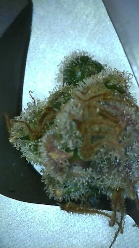 Growreport Bild 7
