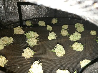 Growreport Bild 53