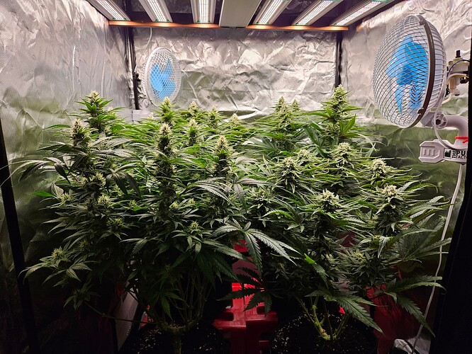 Growreport Bild 40