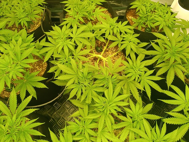 Growreport Bild 3