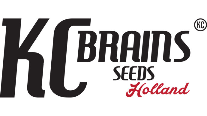 KC-Brains-trans-1000x565-1