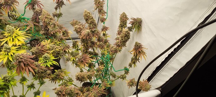 Growreport Bild 5