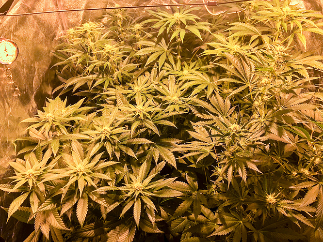 Growreport Bild 3