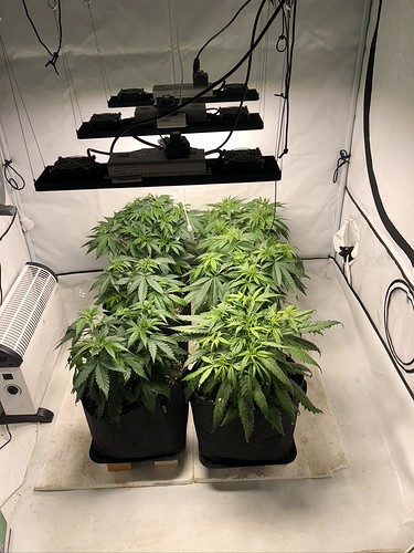 Growreport Bild 16