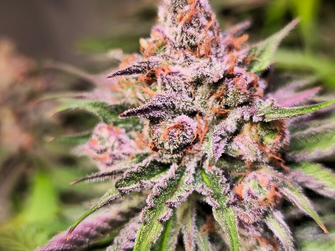 Growreport Bild 15