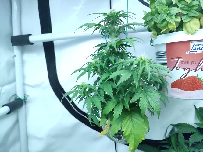 Growreport Bild 6