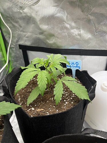 Growreport Bild 32
