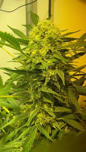 Growreport Bild 32