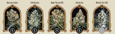 Exotic%20seeds