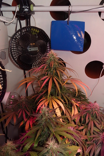 Growreport Bild 6