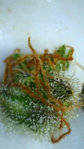 Growreport Bild 10