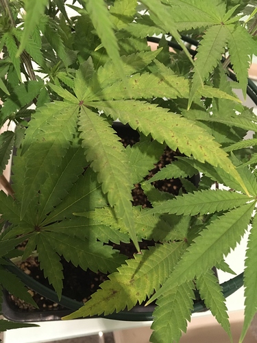 Growreport Bild 5