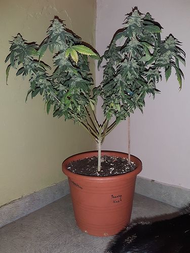 Growreport Bild 1