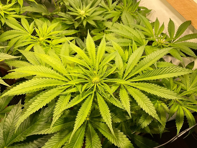 Growreport Bild 47