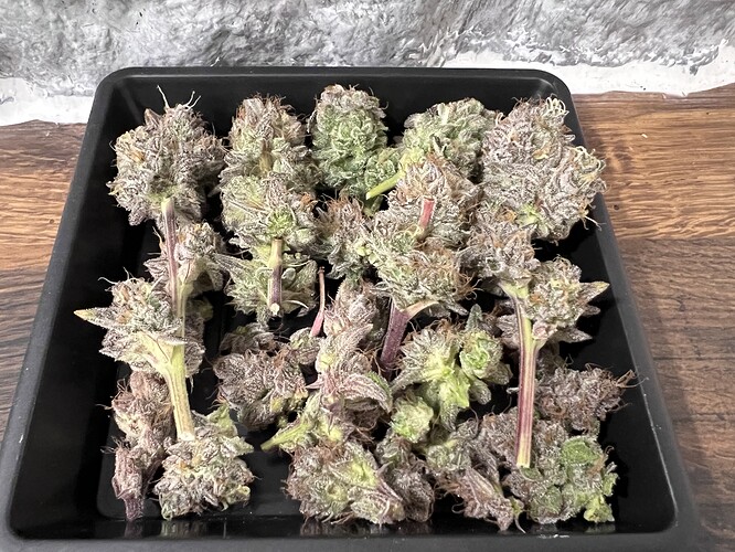 Growreport Bild 1