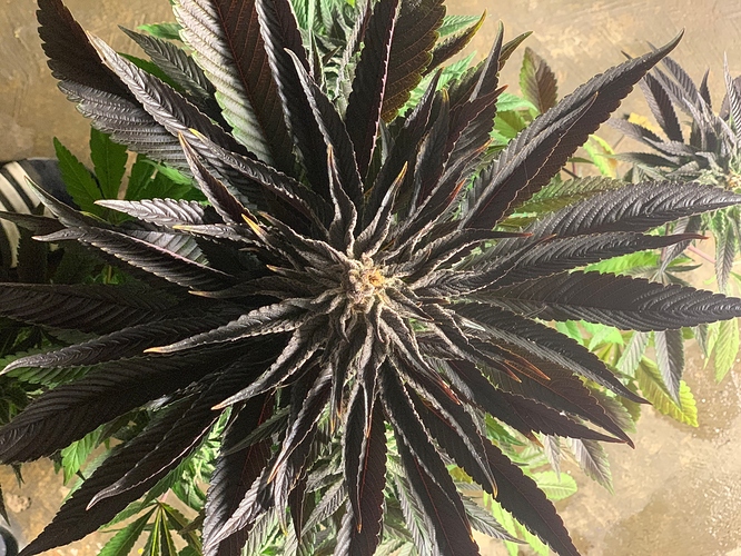 Growreport Bild 4
