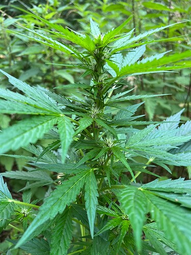 Growreport Bild 5
