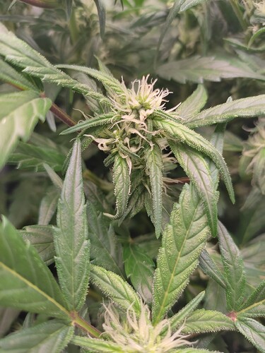 Growreport Bild 7