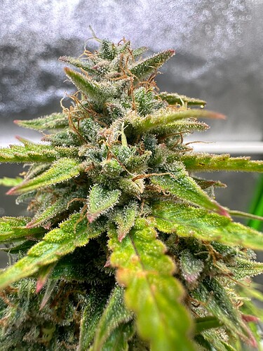 Growreport Bild 14