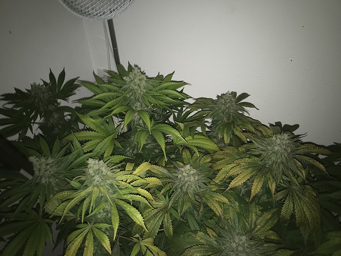 Growreport Bild 4