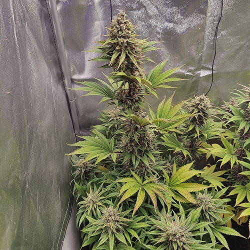 Growreport Bild 4