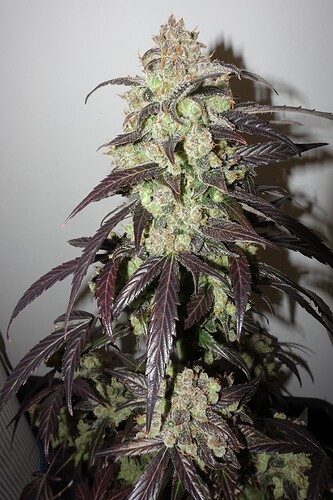 Growreport Bild 5