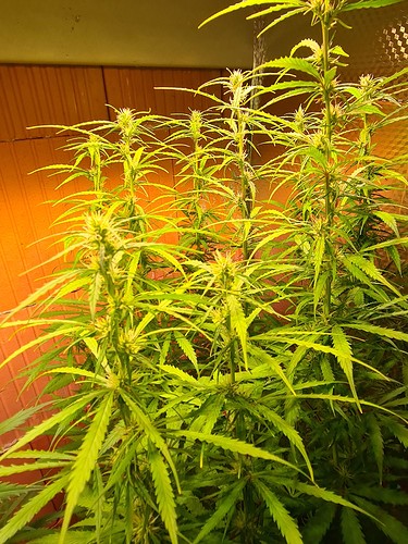 Growreport Bild 3