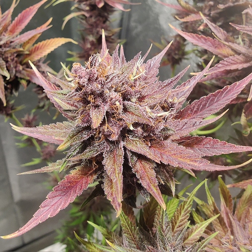 Growreport Bild 8