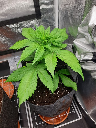 Growreport Bild 1