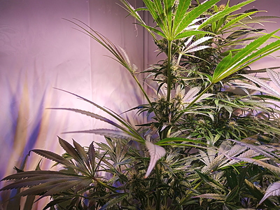 Growreport Bild 8