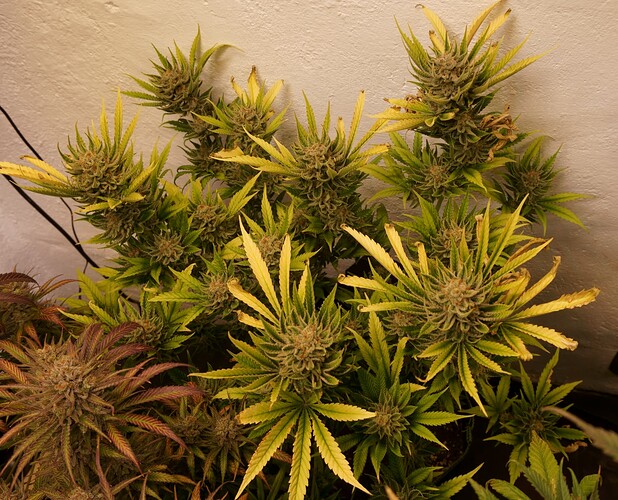 Growreport Bild 1