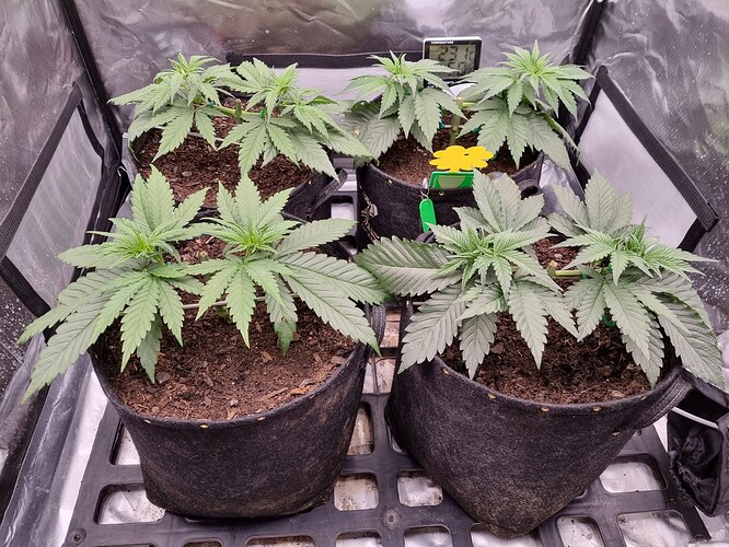 Growreport Bild 40