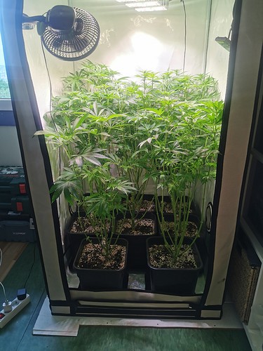 Growreport Bild 3