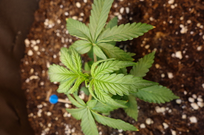 Ein junger Cannabis-Sämling in einem Topf mit Erde, der sich in der frühen Wachstumsphase befindet.