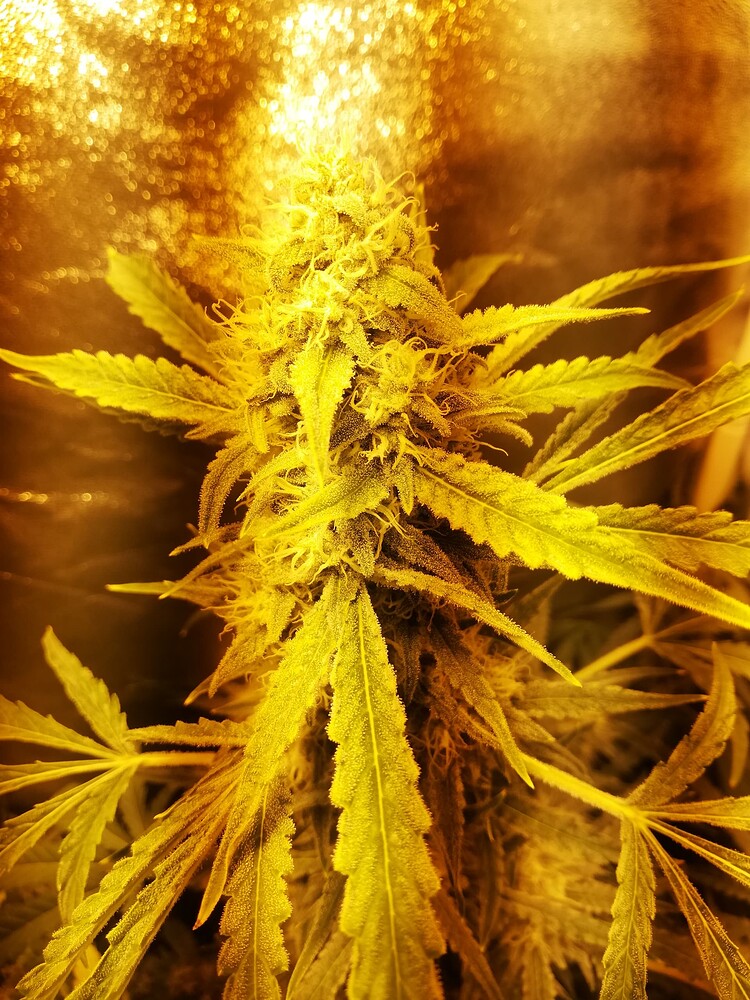 Lila´s erster Anlauf - Tomatenstyle! (3xFat Banana Auto / 1x Royal Critical Auto)