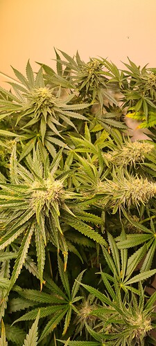 Growreport Bild 11
